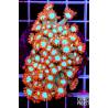 Goniopora Ultra Rare