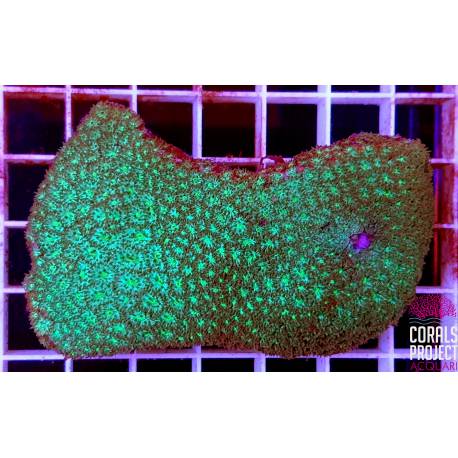 Leptastrea 